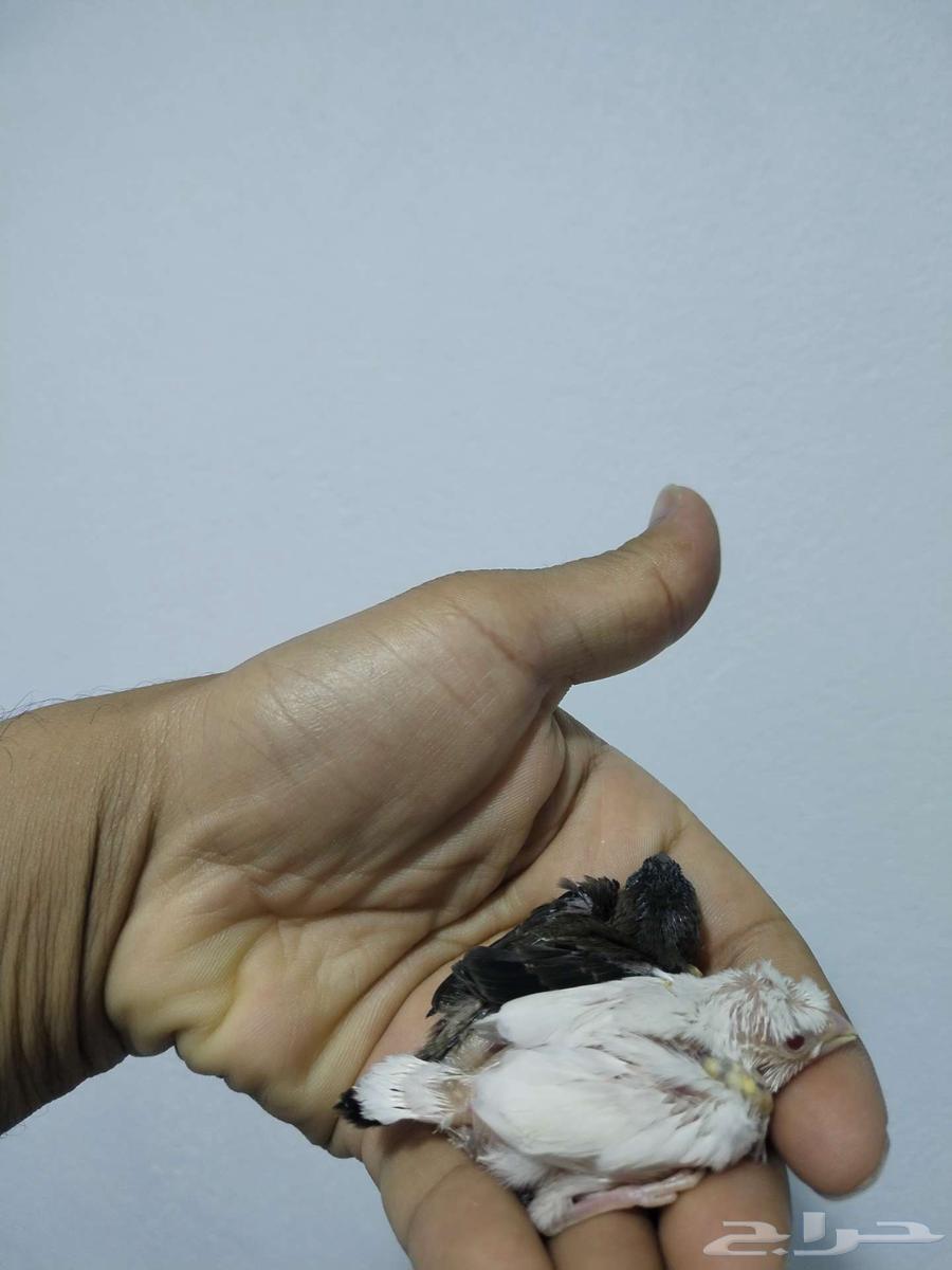 الطيور زينة64194912916227110