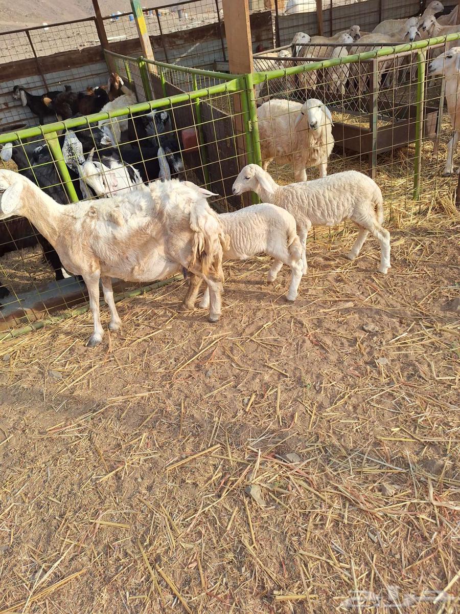 A free sheep with 2 lambs64199226241027111