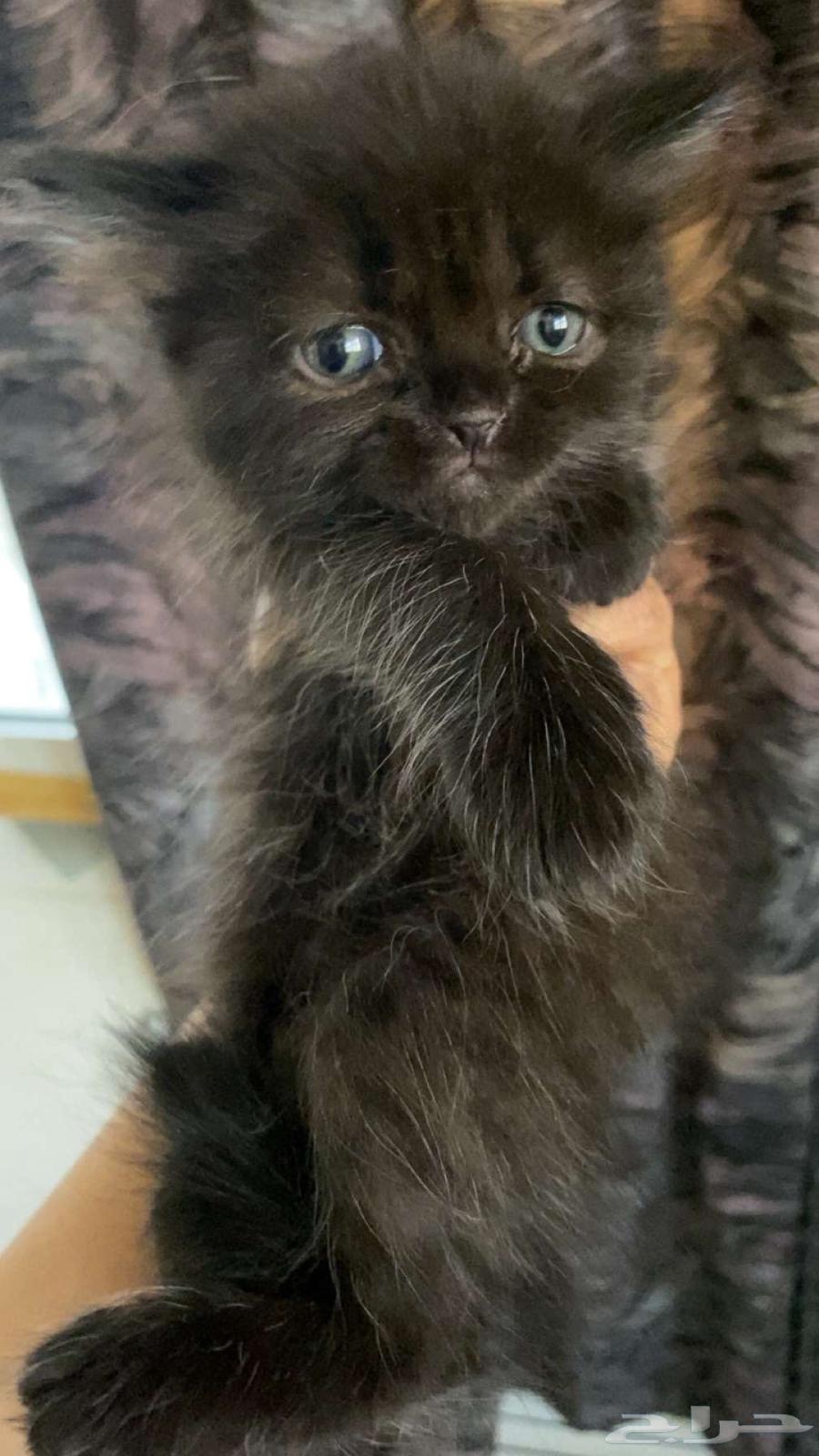 قطط صغيرة64191811062275112