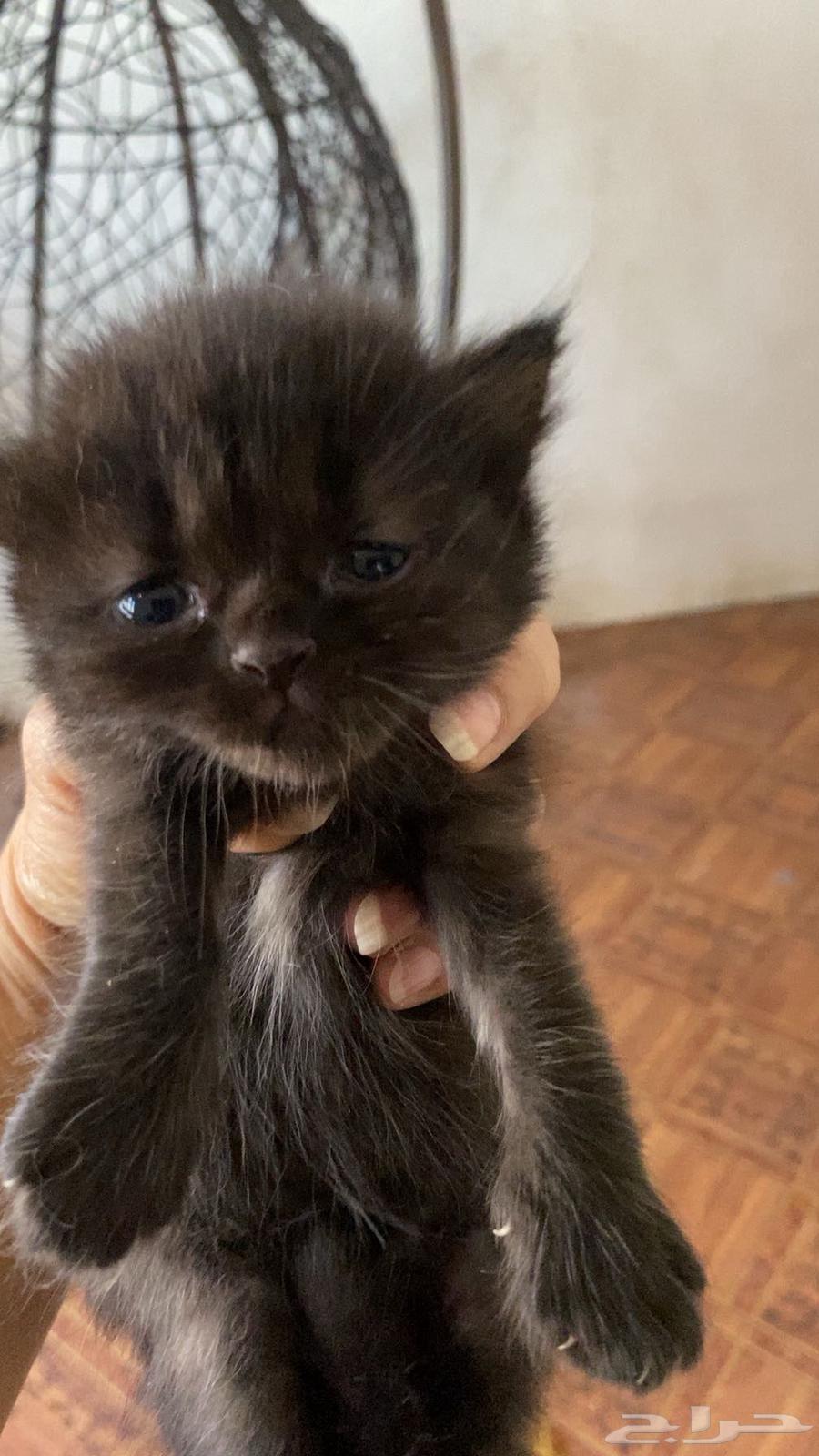 قطط صغيرة64191811062275113