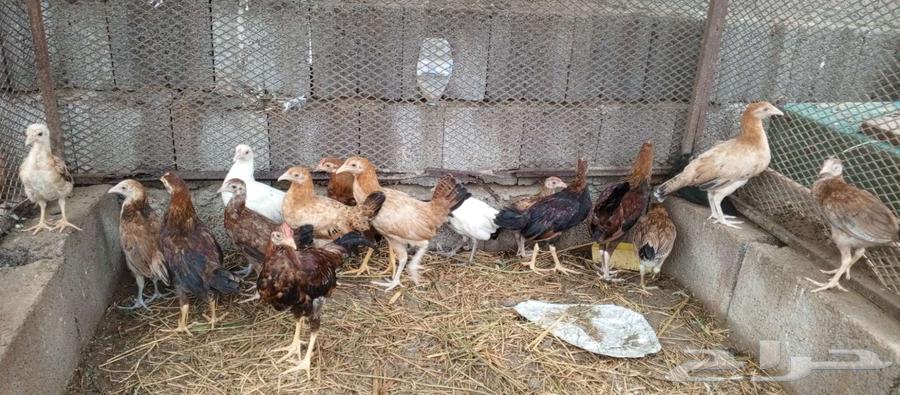 تم البيع64189642564097110