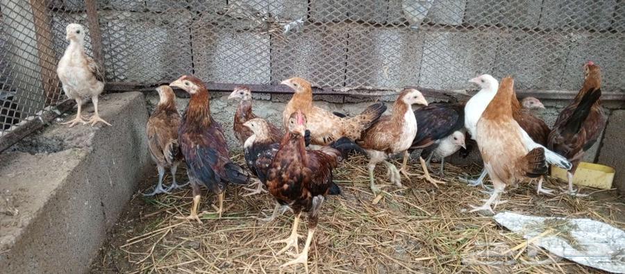 تم البيع64189642564097113