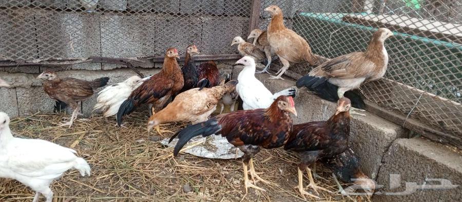 تم البيع64189642564097112