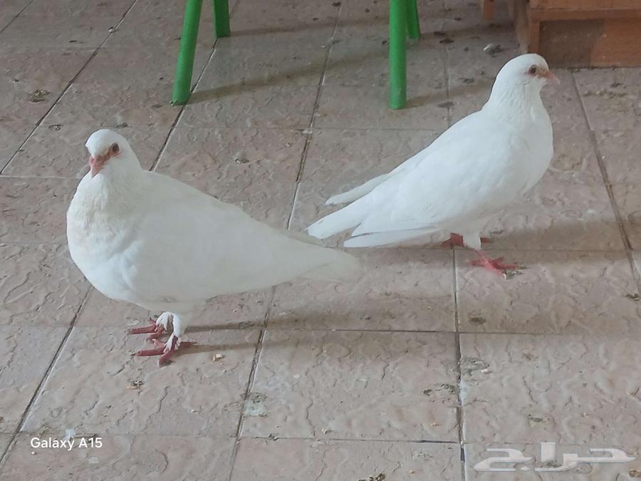 زوج حمام لاحم ممتاز منتج مع 2 زغاليل اولادة64185700872707111