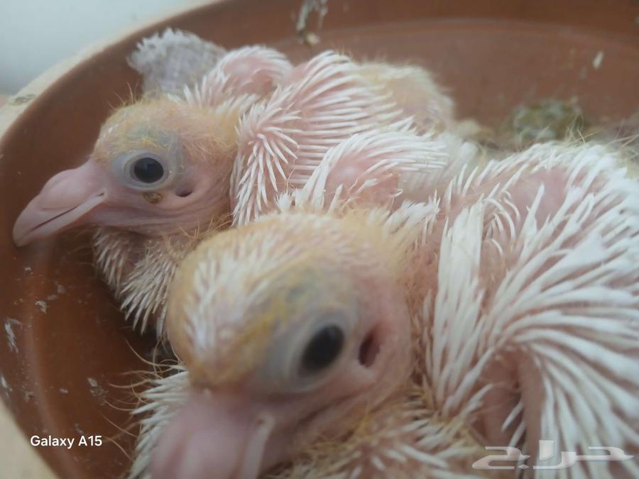 زوج حمام لاحم ممتاز منتج مع 2 زغاليل اولادة64185700872707110