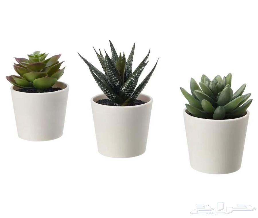 تباتات صغيره . زرعات صغيره. شتلات صناعيه. نبات . نباتات64200117405698110