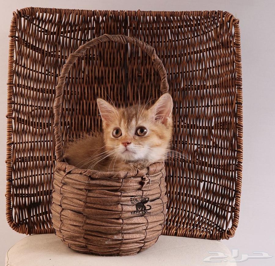 قط ذكر سكوتش بيور64183941089282112