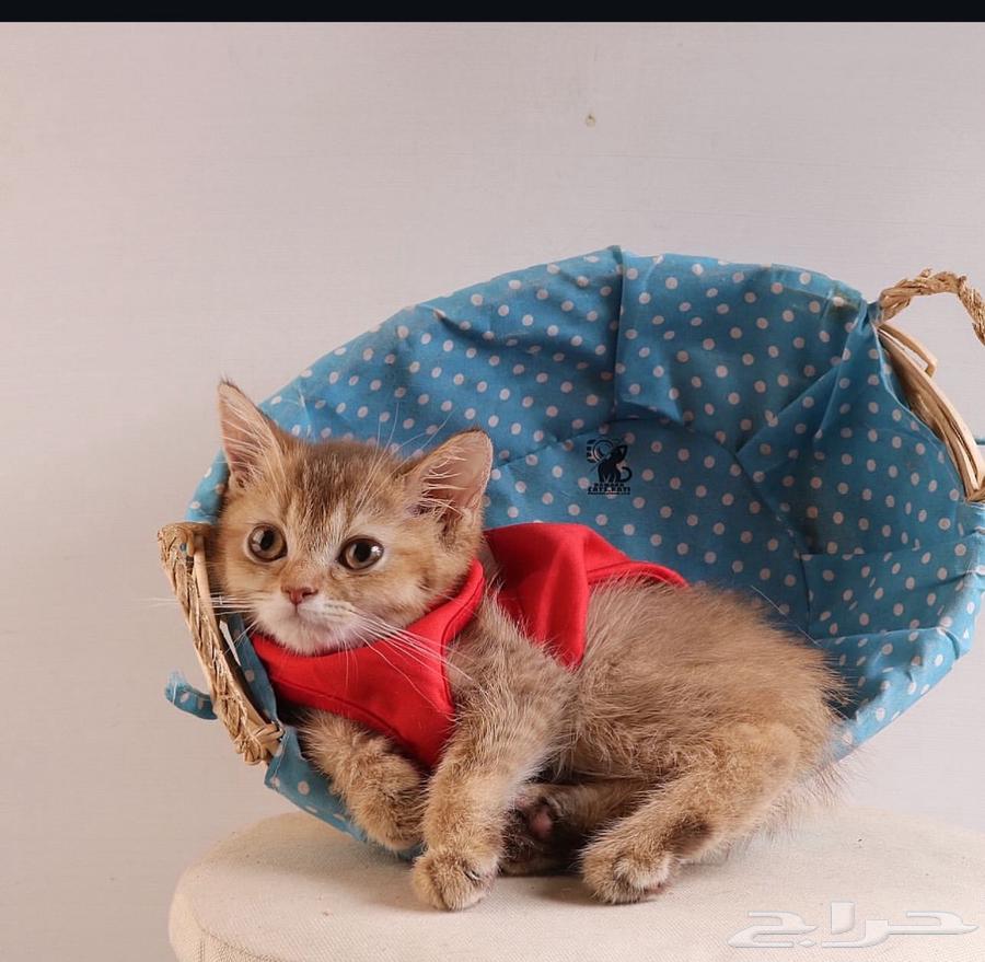 قط ذكر سكوتش بيور64183941089282111