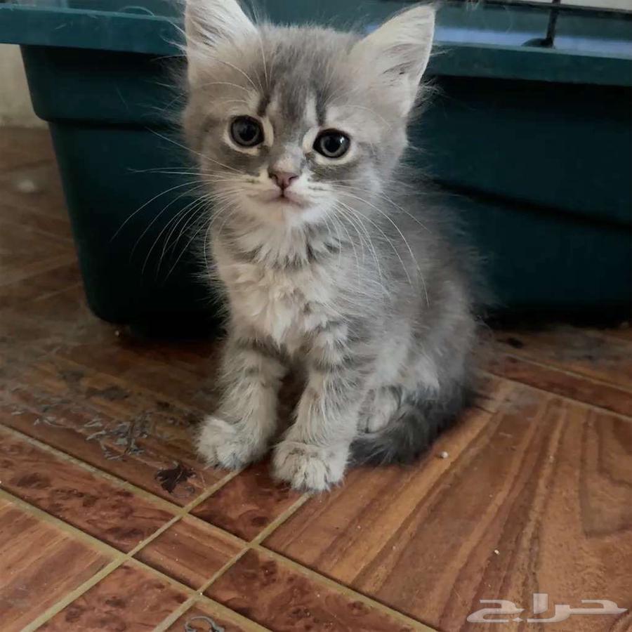 قطط صغيرة64191811062275110