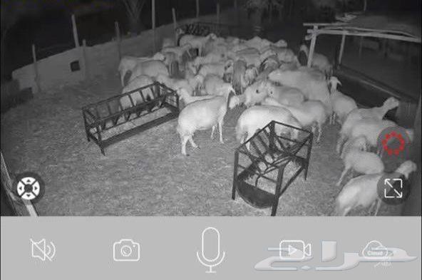 Your halal, your home, and your projects are safe with God64216118411779113