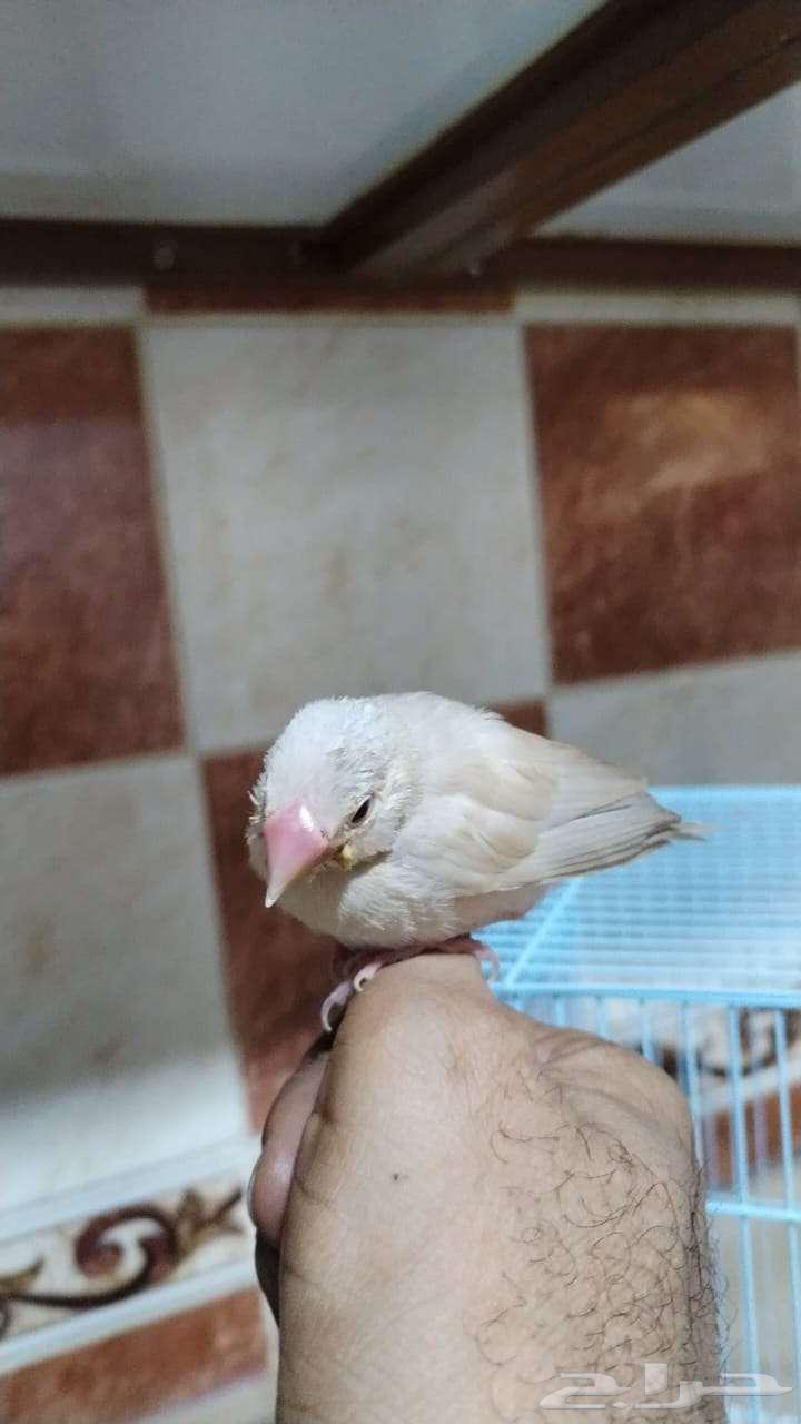 فرخ جاوا كريمي عيون حمر يقبل الغر تناديه يجي على اليد64226421629315110