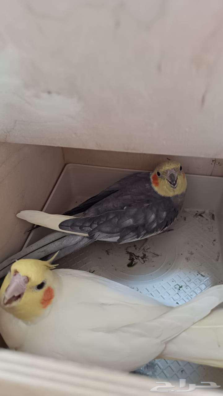 زوج كروان منتج على الشرط64227706206979113