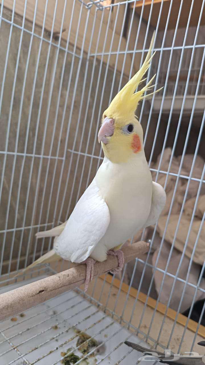 زوج كروان منتج على الشرط64227706206979111