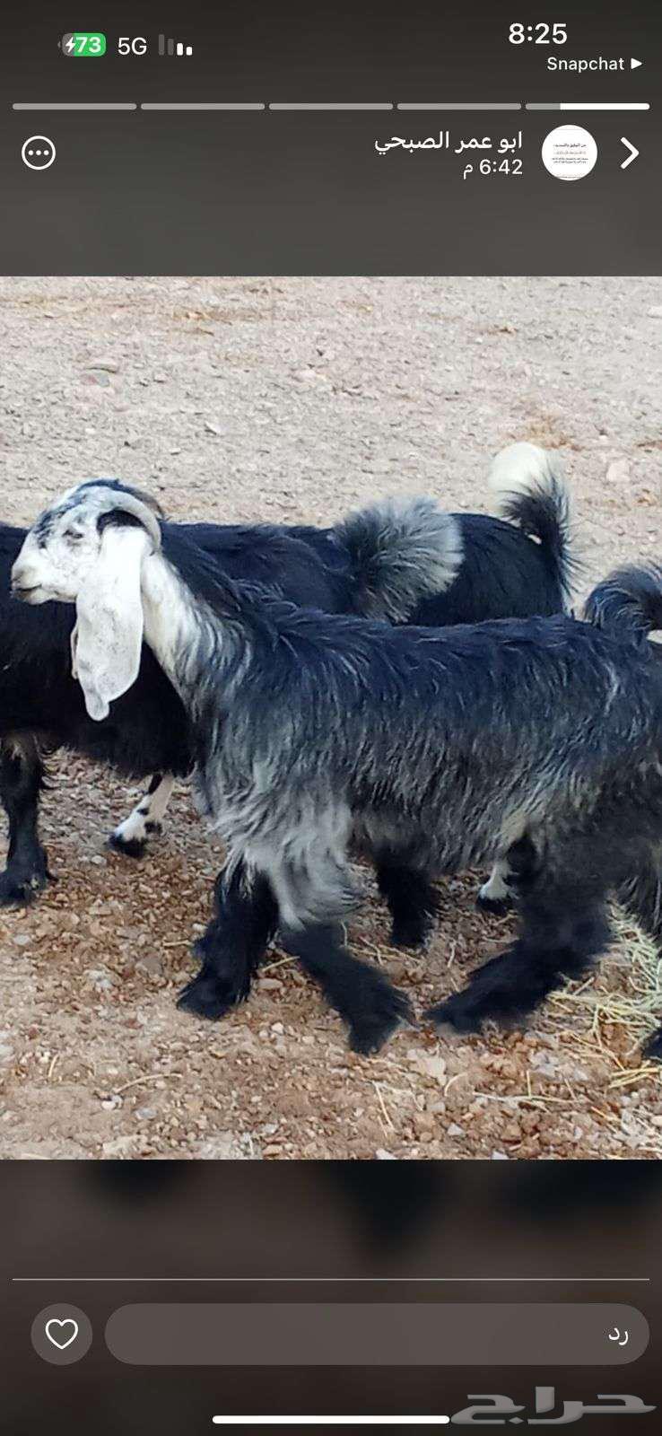 تيوس للبيع64208901030657110