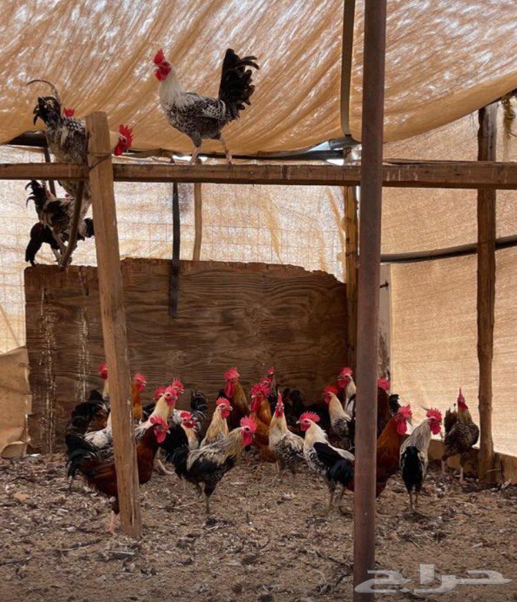 ديوك للبيع64220860274305110