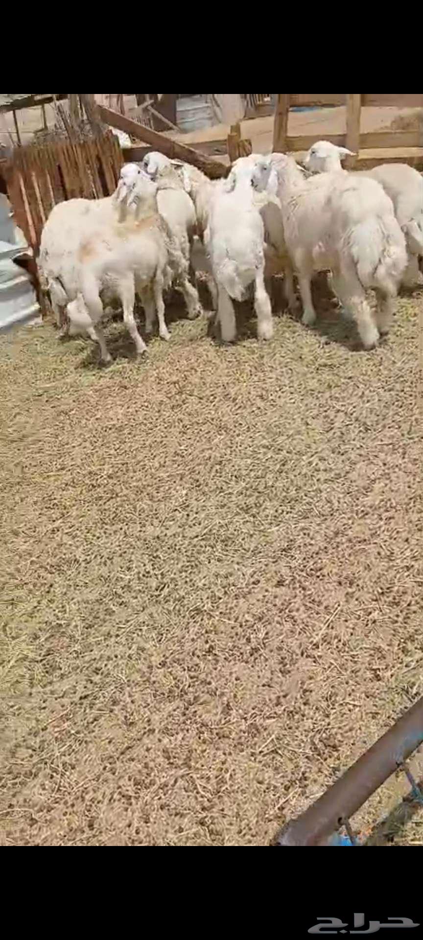 طليان فل شحم64213181170689110