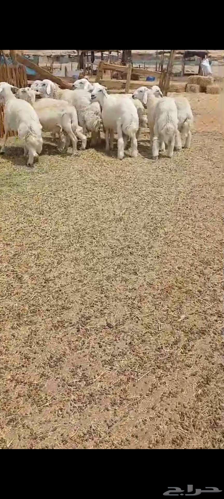 طليان فل شحم64213181170689112