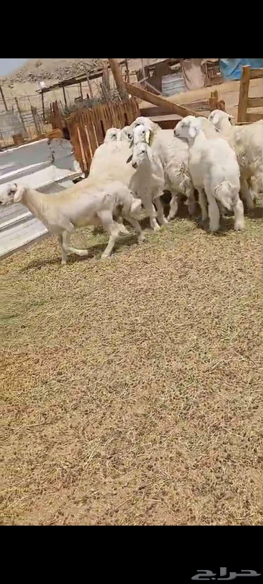 طليان فل شحم64213181170689111