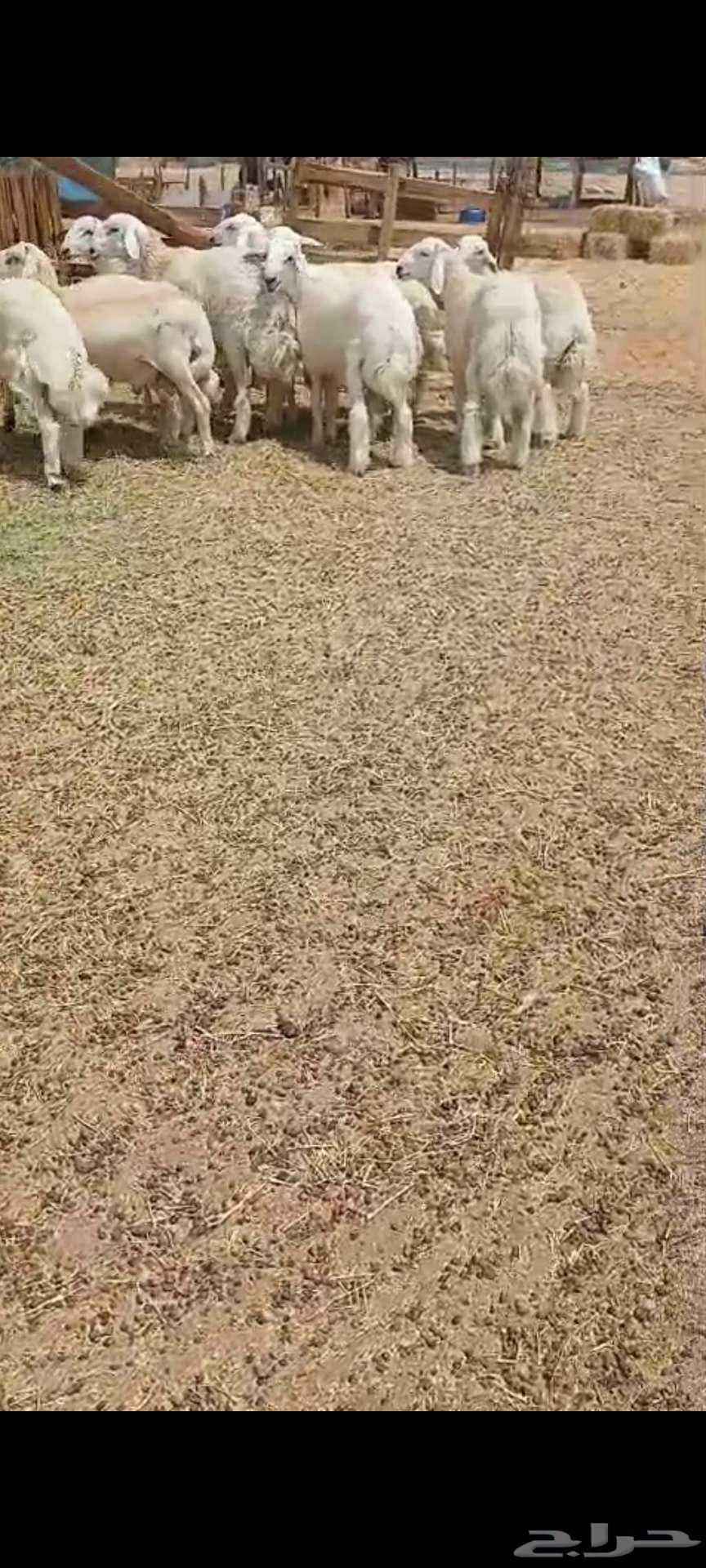 طليان فل شحم64213181170689113