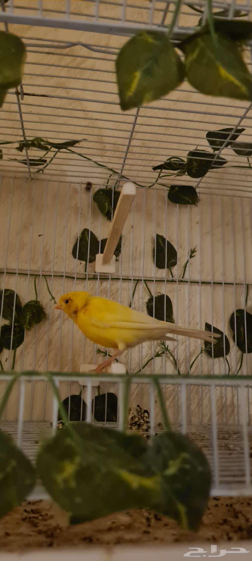 ذكر كناري سوري كرست مغرد حار تم البيع64231182430339110