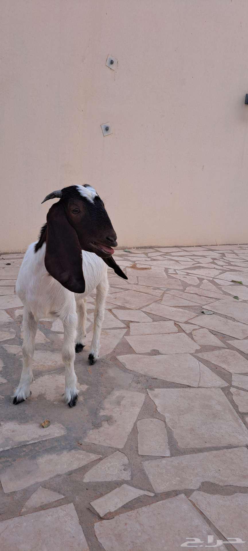 جفره للبيع64212129971585114