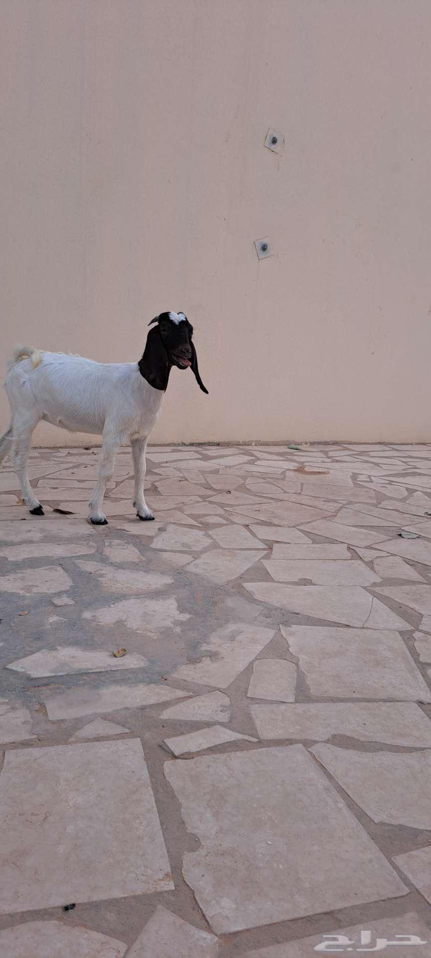 جفره للبيع64212129971585112