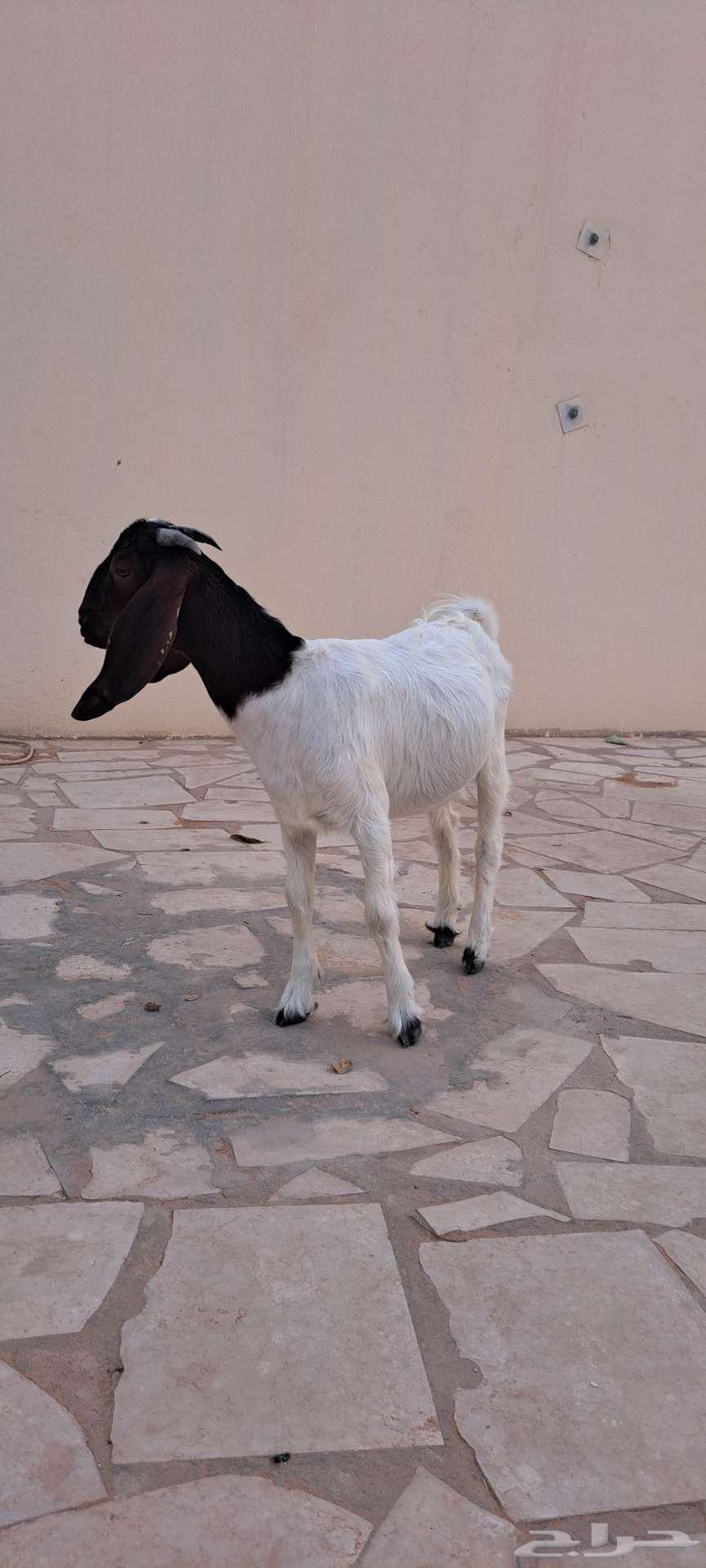 جفره للبيع64212129971585113