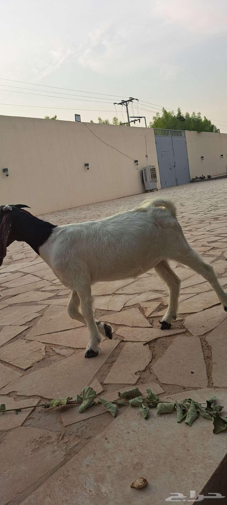 جفره للبيع64212129971585110