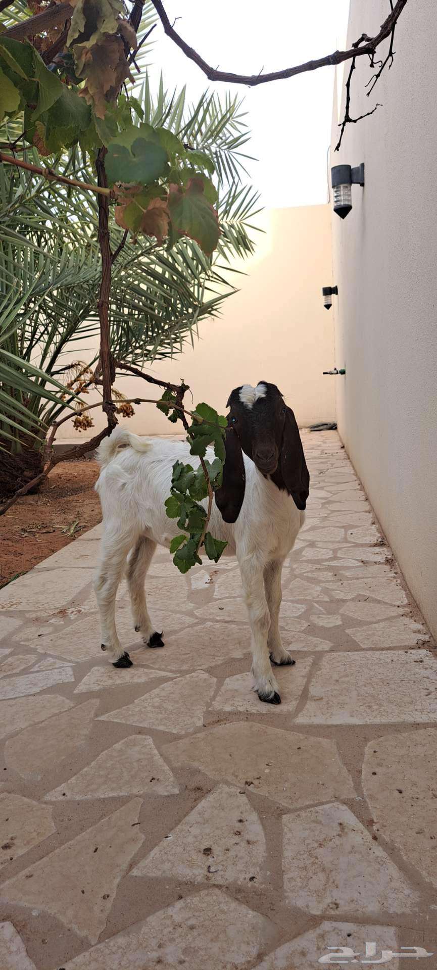 جفره للبيع64212129971585111