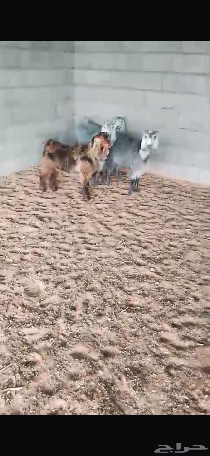 للبيع تيسين و جفرتين64223966324482110