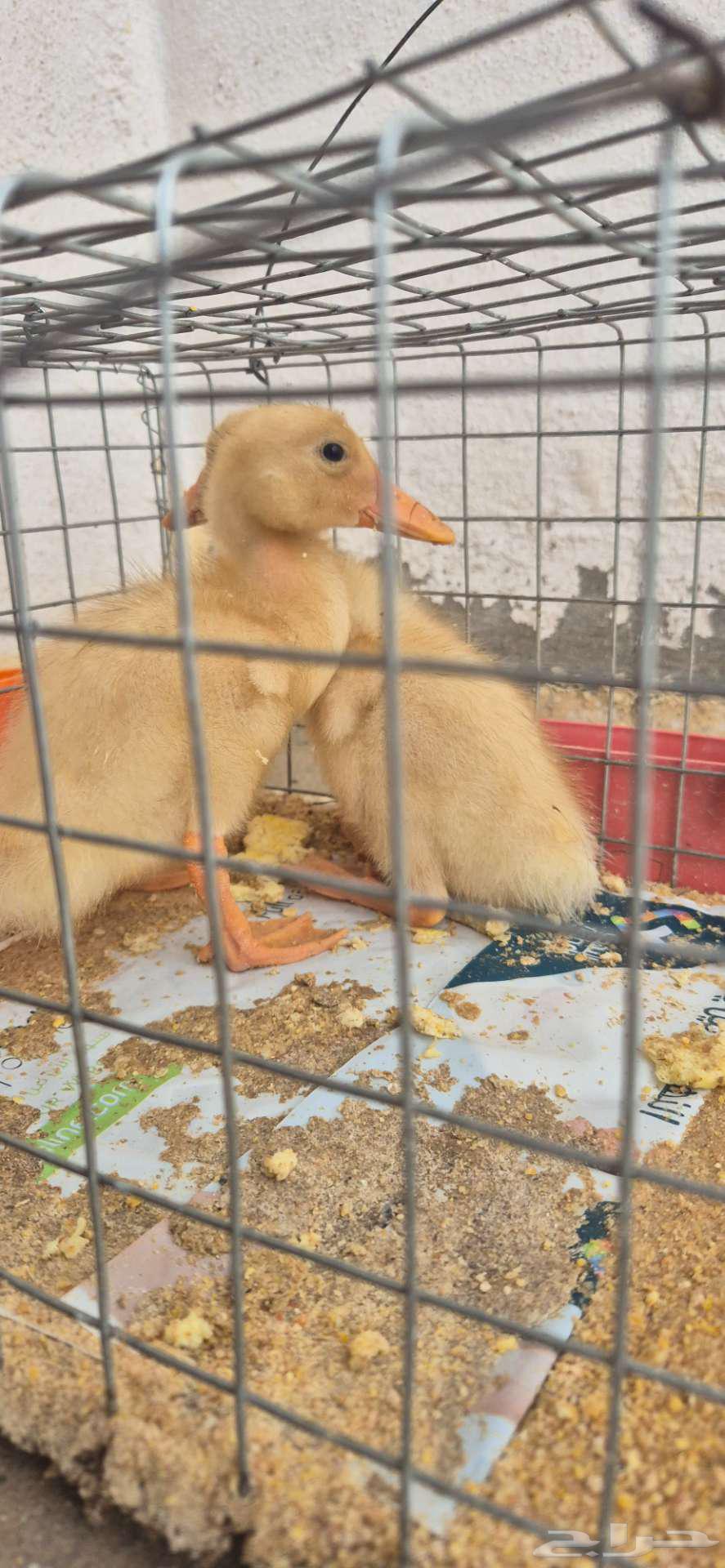 2 duck sauces for sale small duck64218790828035112