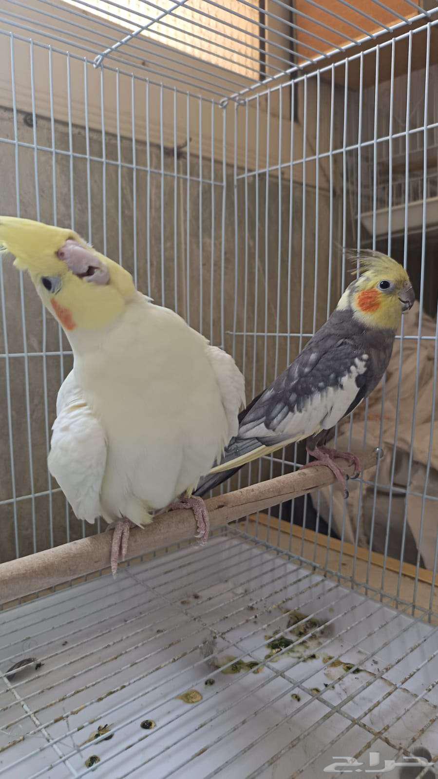 زوج كروان منتج على الشرط64227706206979112