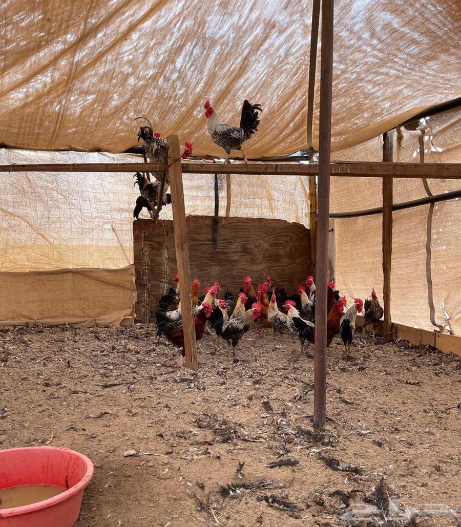 ديوك للبيع64220860274305111