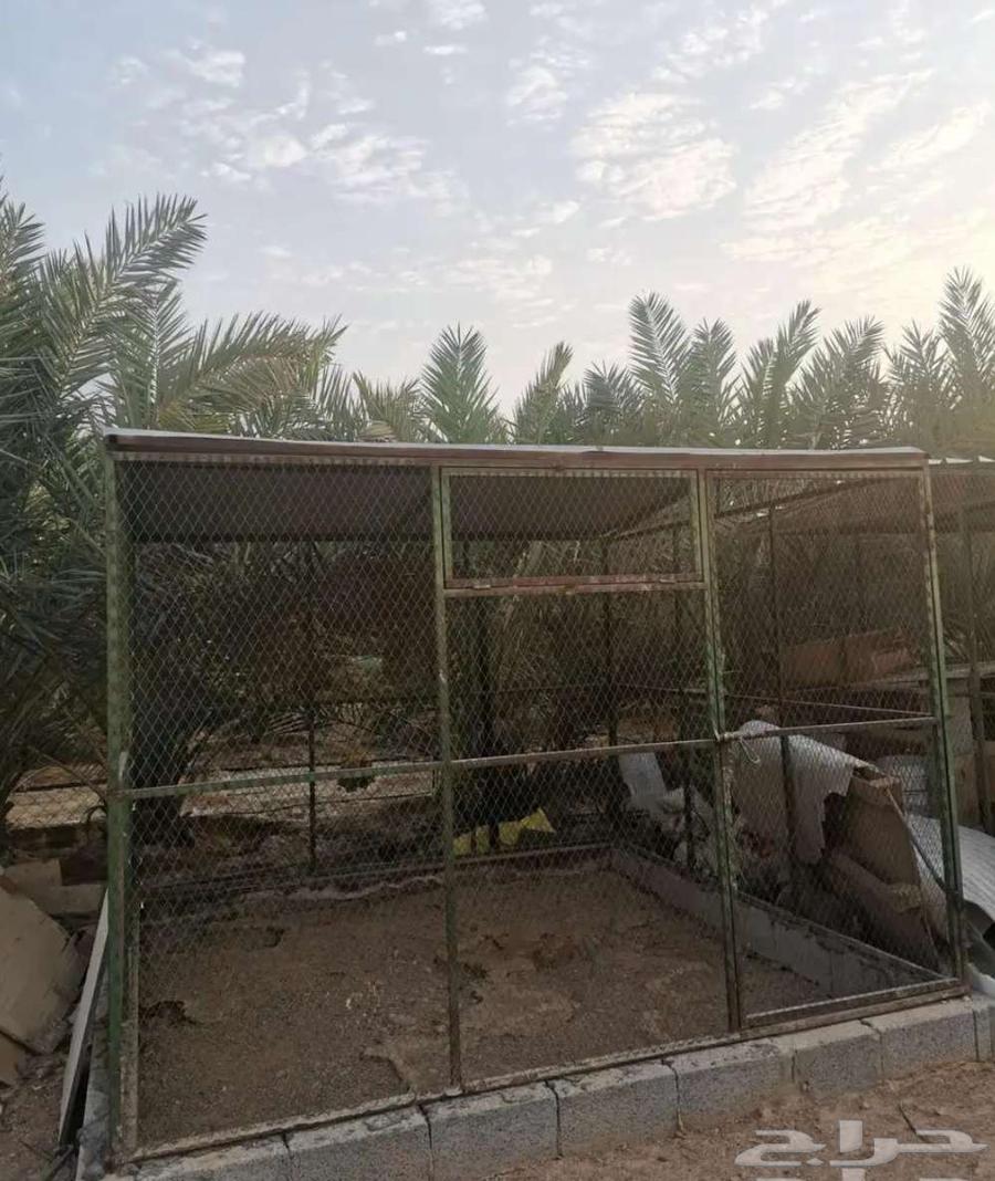 شبك بقلاوة للبيع64212977081986111