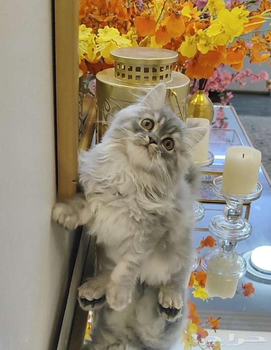 A small cat as a group of cats64233179392003112