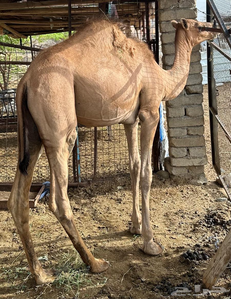 بكرة للبيع64224840412673111