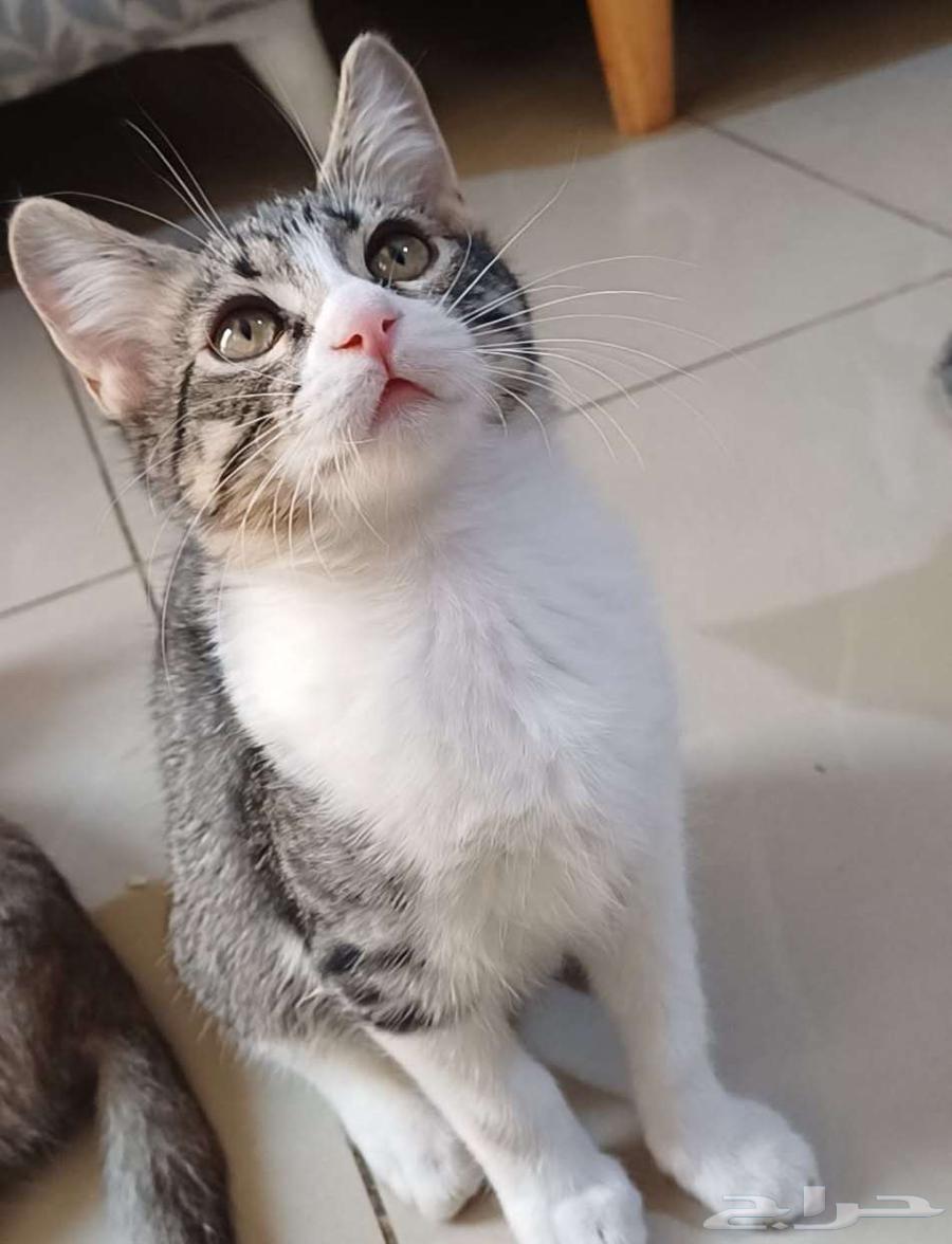 قطين صغار أليفه ولطيفه64210870244611111
