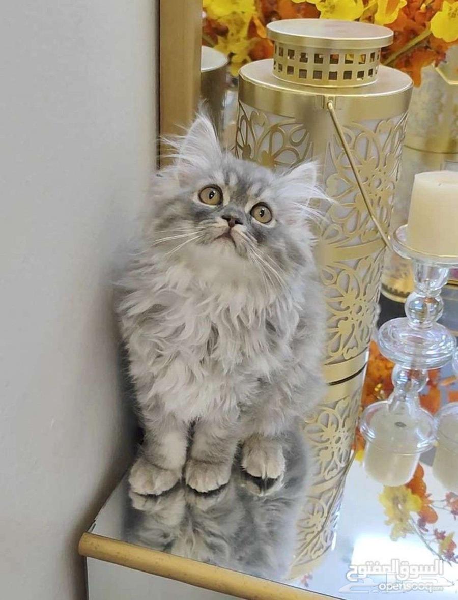 A small cat as a group of cats64233179392003110