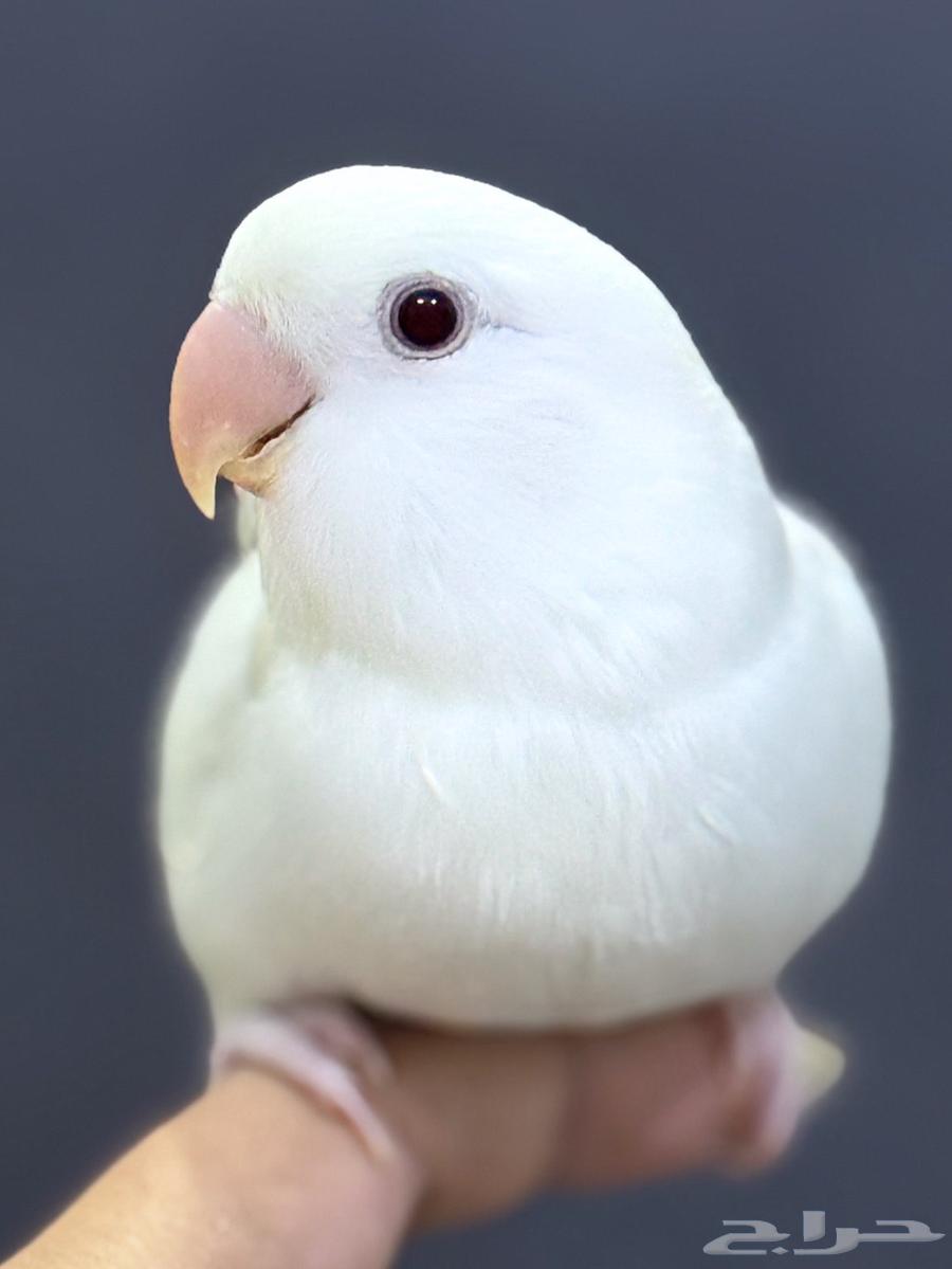 روز عمر شهرين معتمد على نفسه64215859337987113