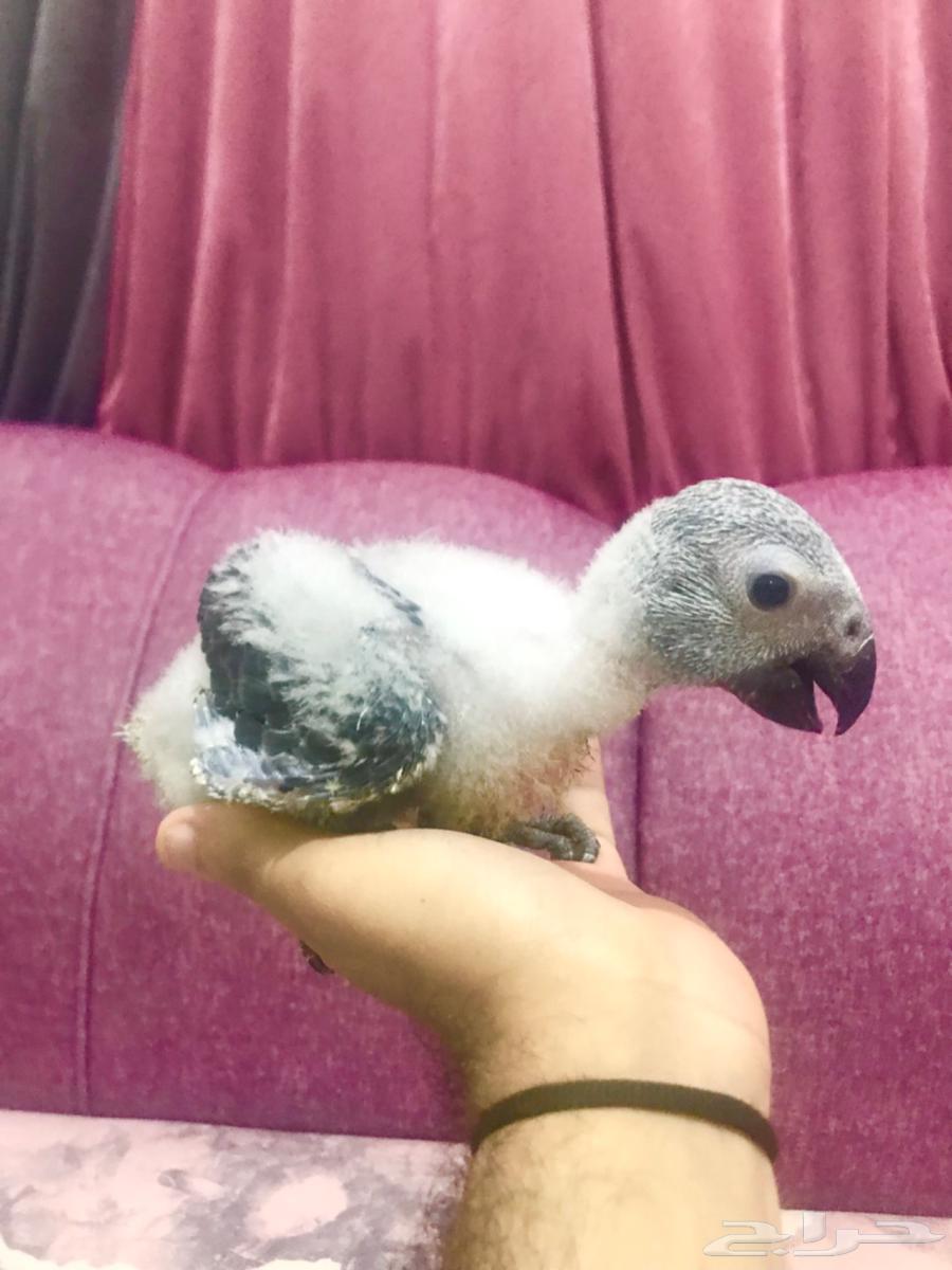 Kasko Local Production Chicks (Sold)64211707115138114