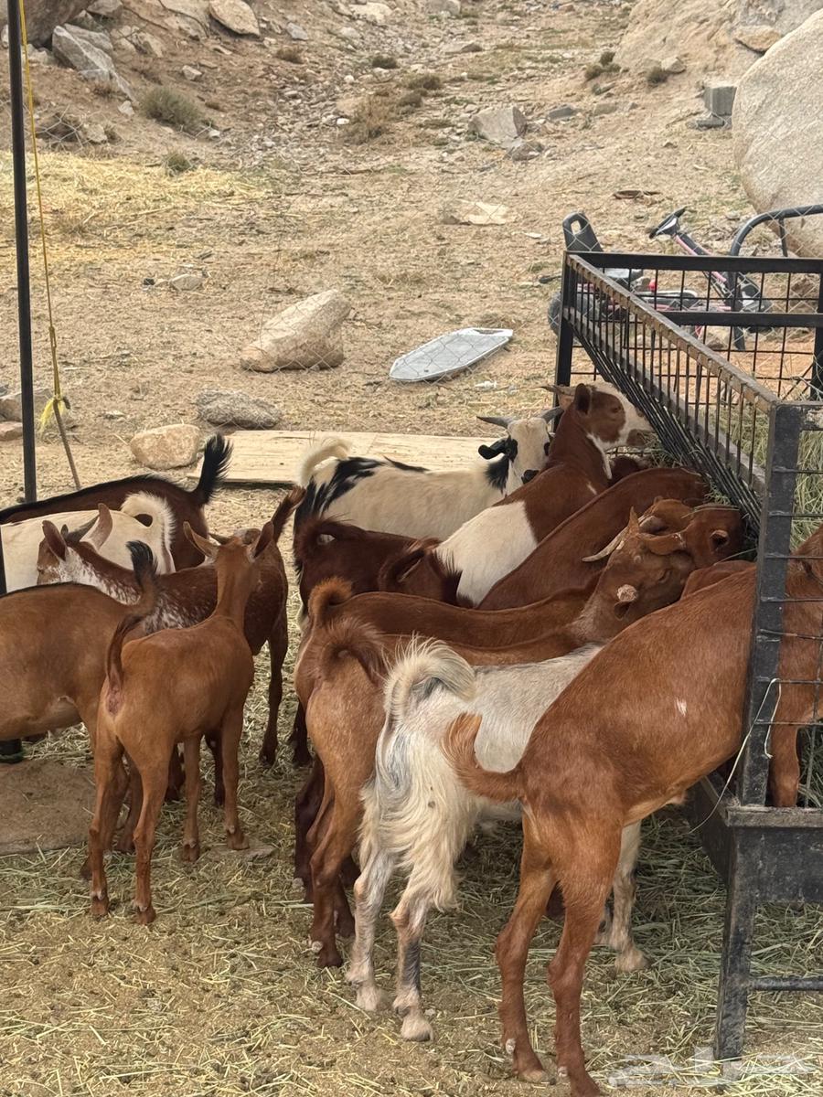 تيوس للبيع64211719892355113