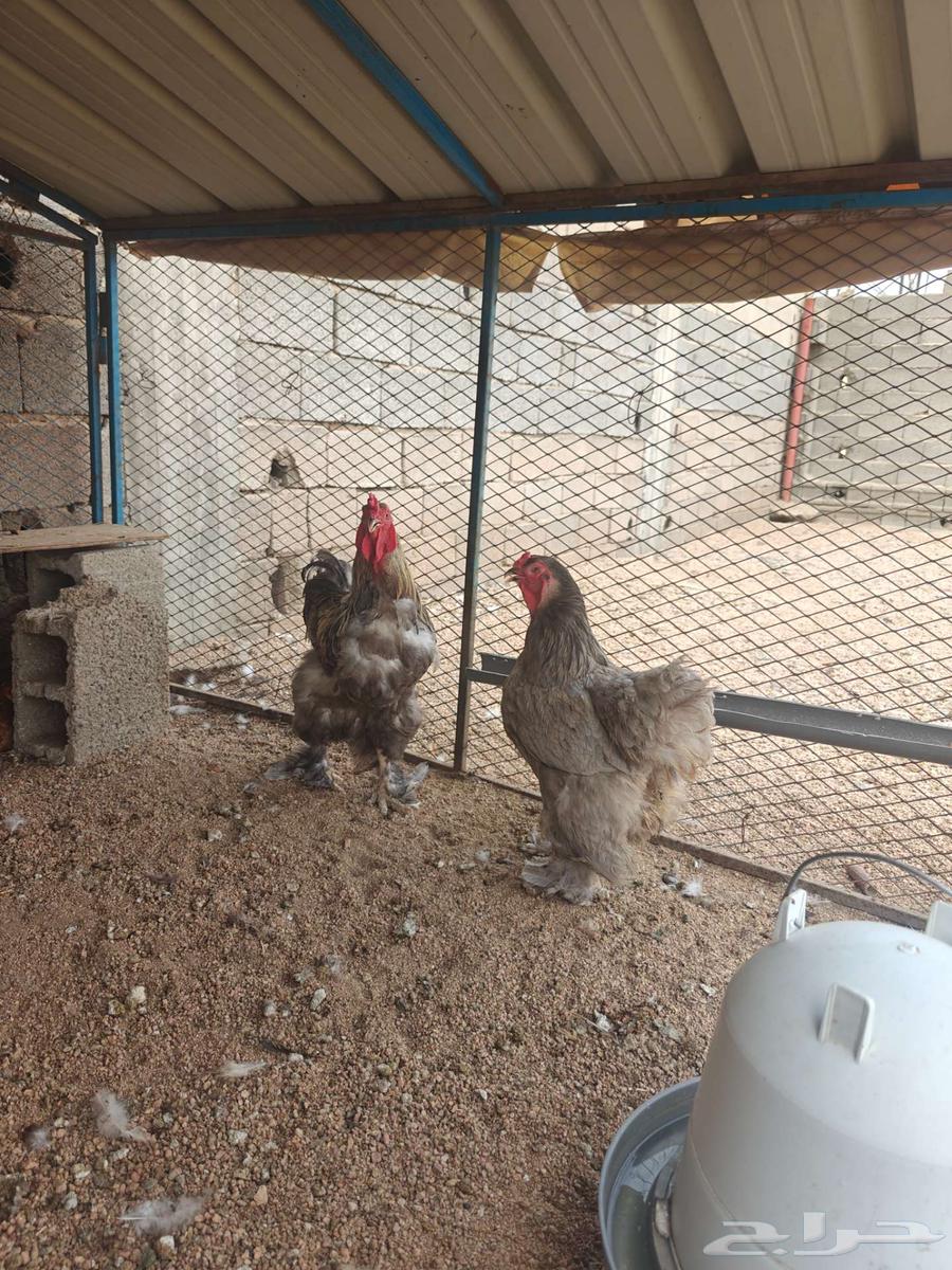 زوج براهما64216346001793110