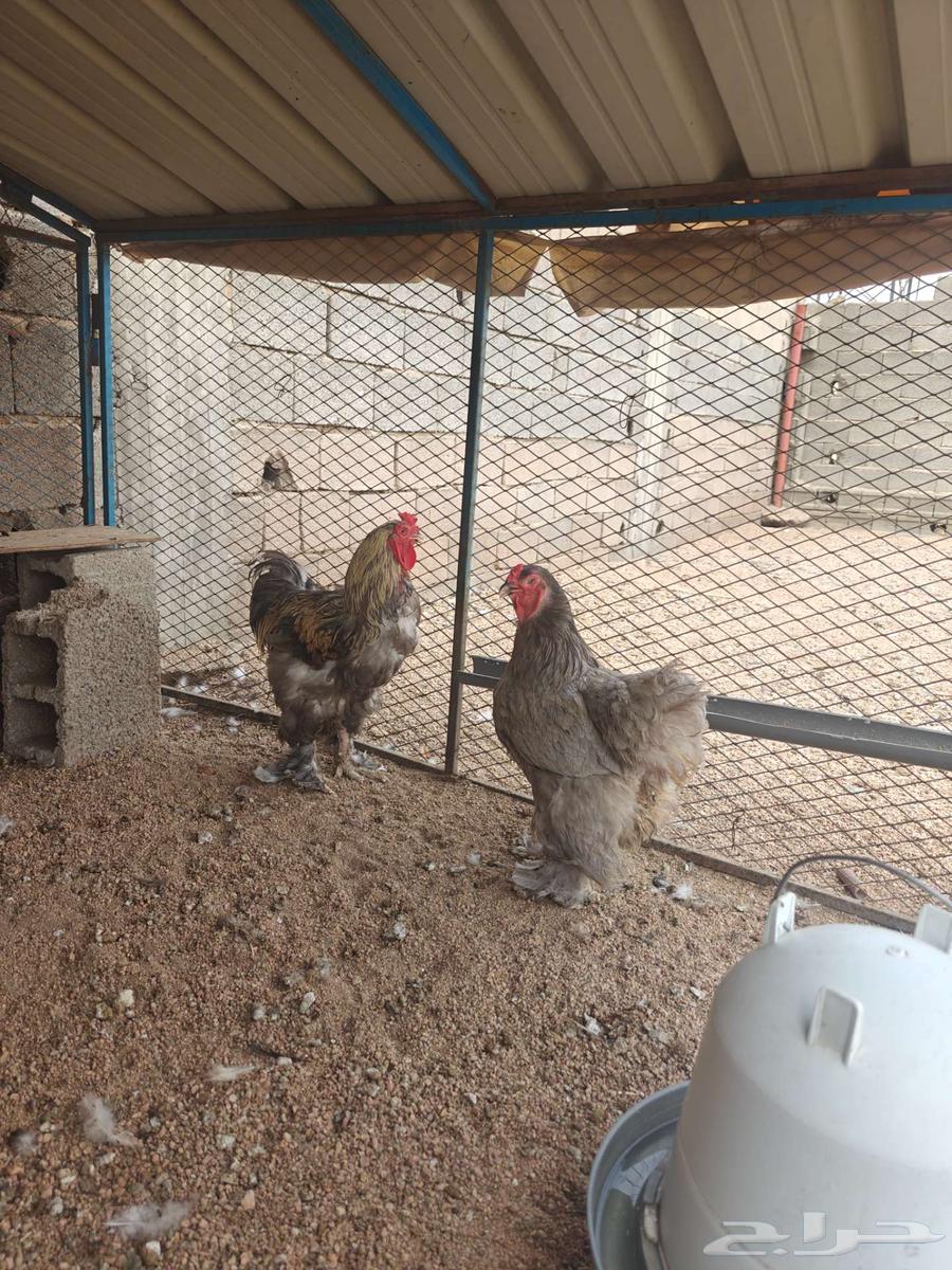 زوج براهما64216346001793112