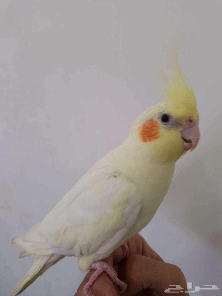 كروان تربيه64216823752963112