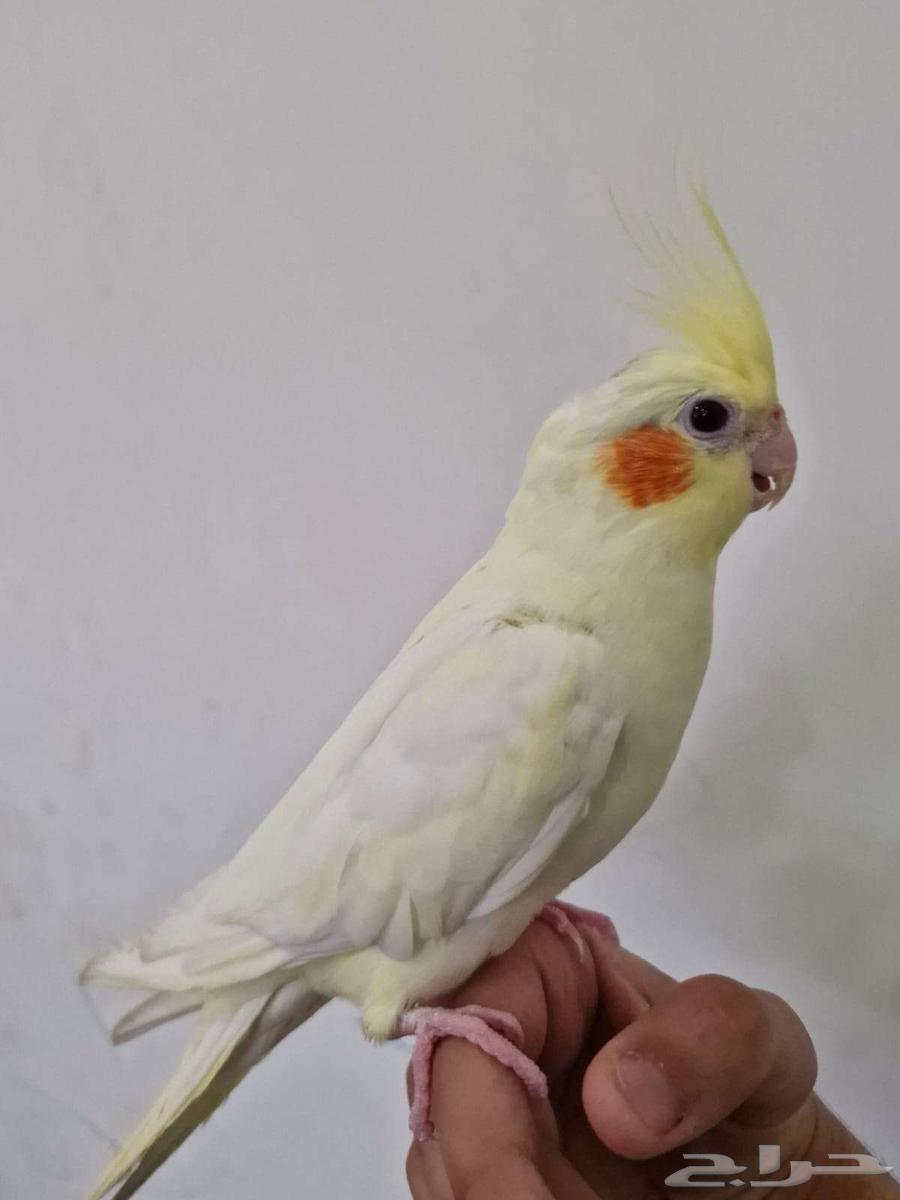 كروان تربيه64216823752963110