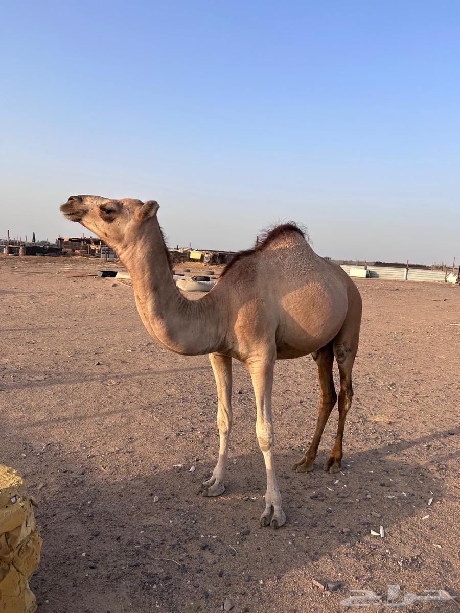 بكره للبيع64217290693251110