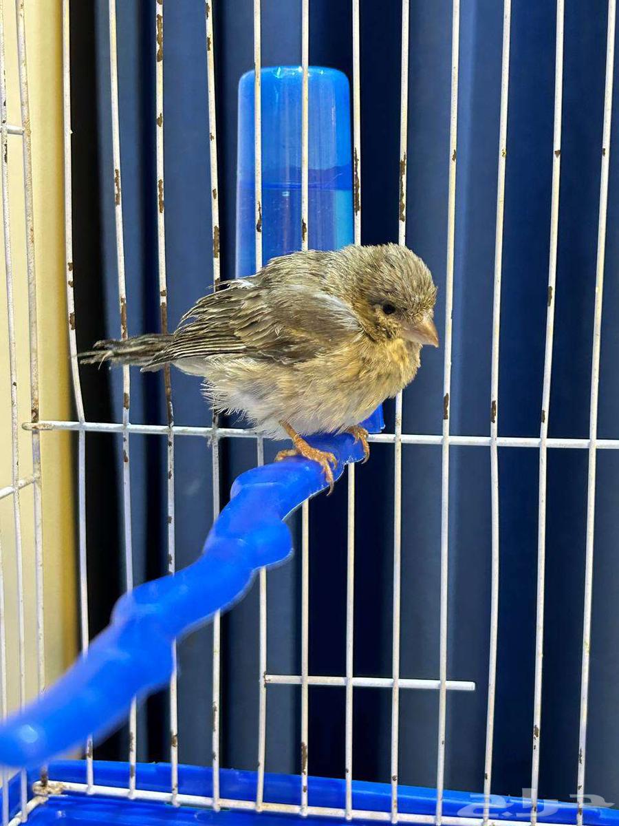 Yasmin Taifi64220050556803110