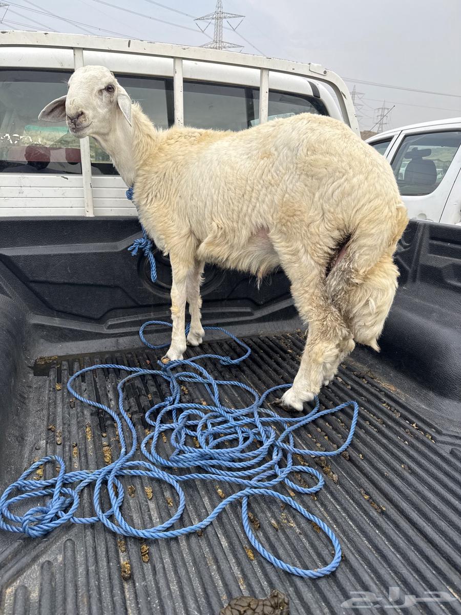 طلي حري للبيع64220458474625110