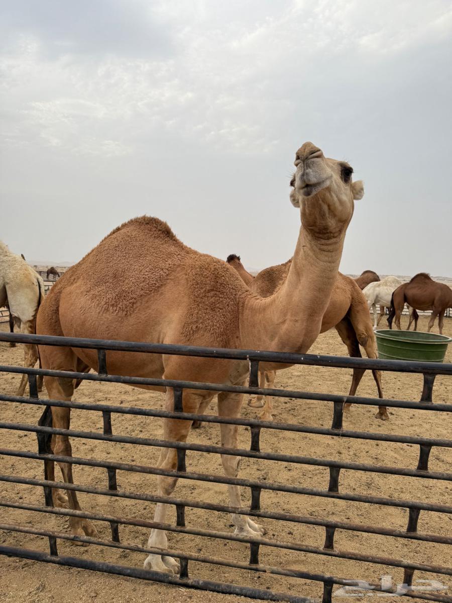 للبيع بكره شماليه حمراء64222773814530113