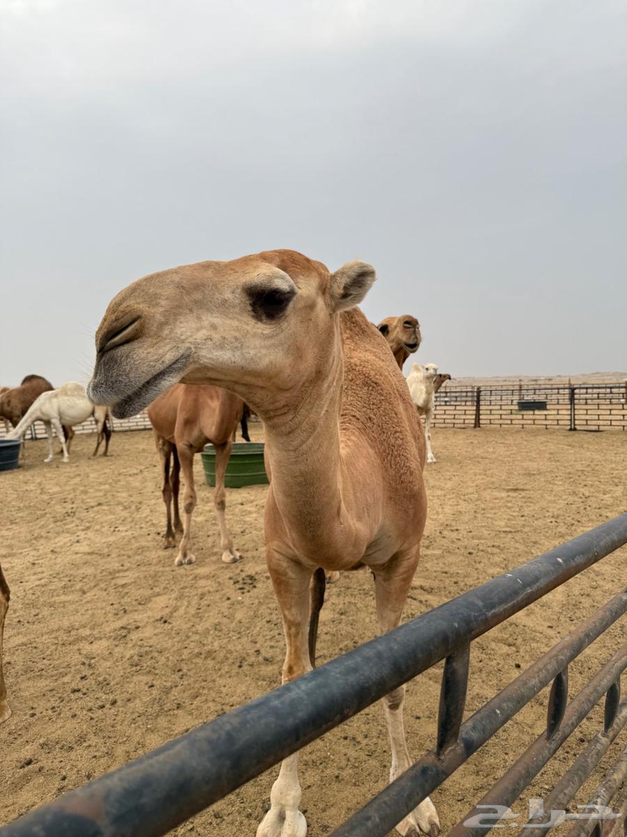 للبيع بكره شماليه حمراء64222773814530112